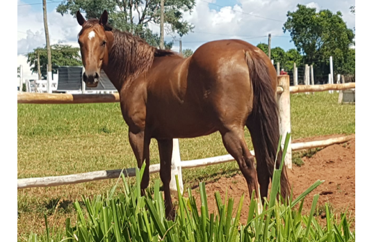 MISS ROYAL PEPPY